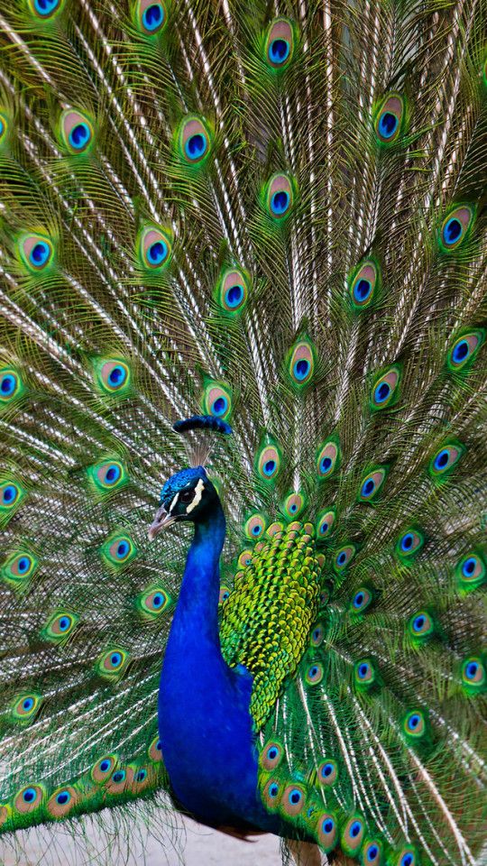 Birds Rice Papers
