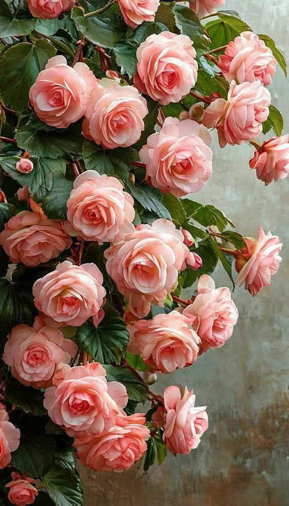 Scents of Colours