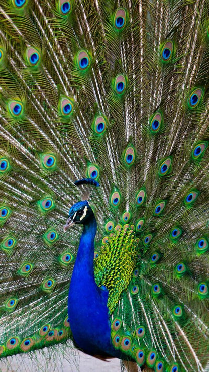 Birds Rice Papers